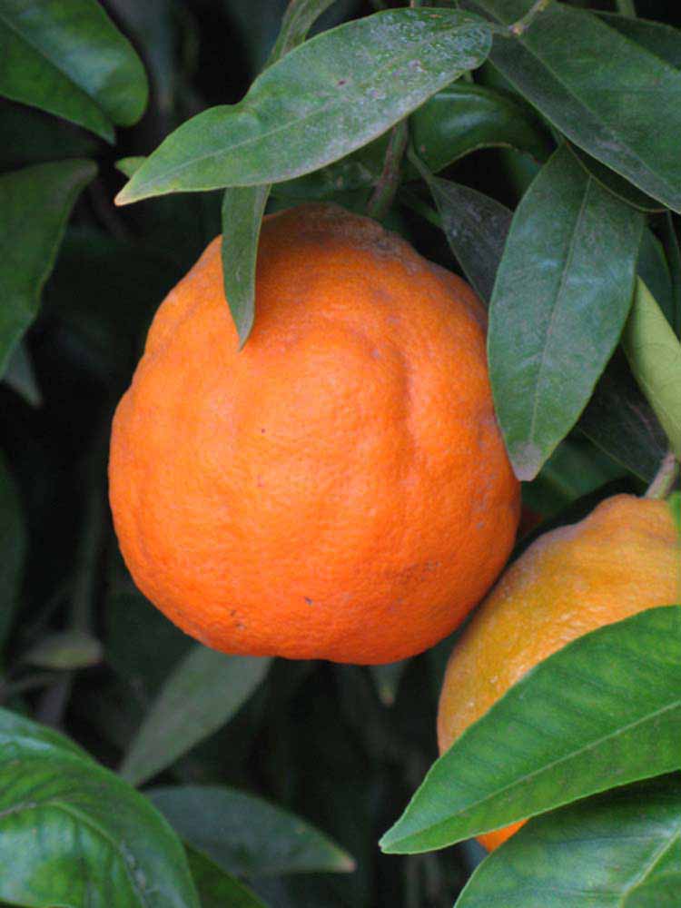            Fruit (Riverside, CA)   